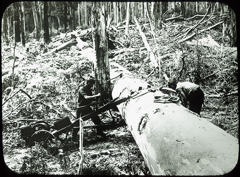 24 - Cutting Timber with Motor Saw - WA.jpg - 24 - Cutting Timber with Motor Saw - WA